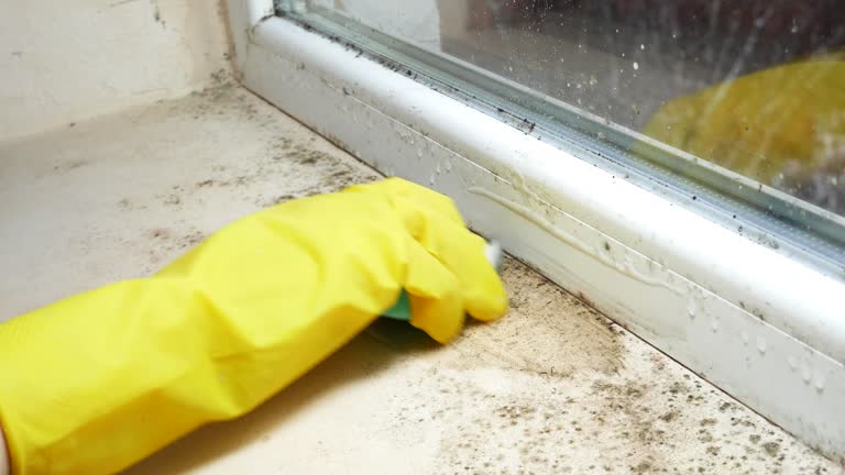 Best Environmental Consulting for Mold Prevention  in Maili, HI